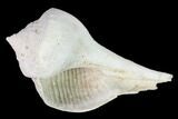 Pleistocene Gastropod (Sinistrofulgur) Fossil - Florida #148570-1